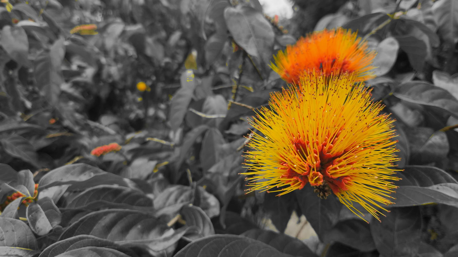 CaribbeanAsian profile banner
