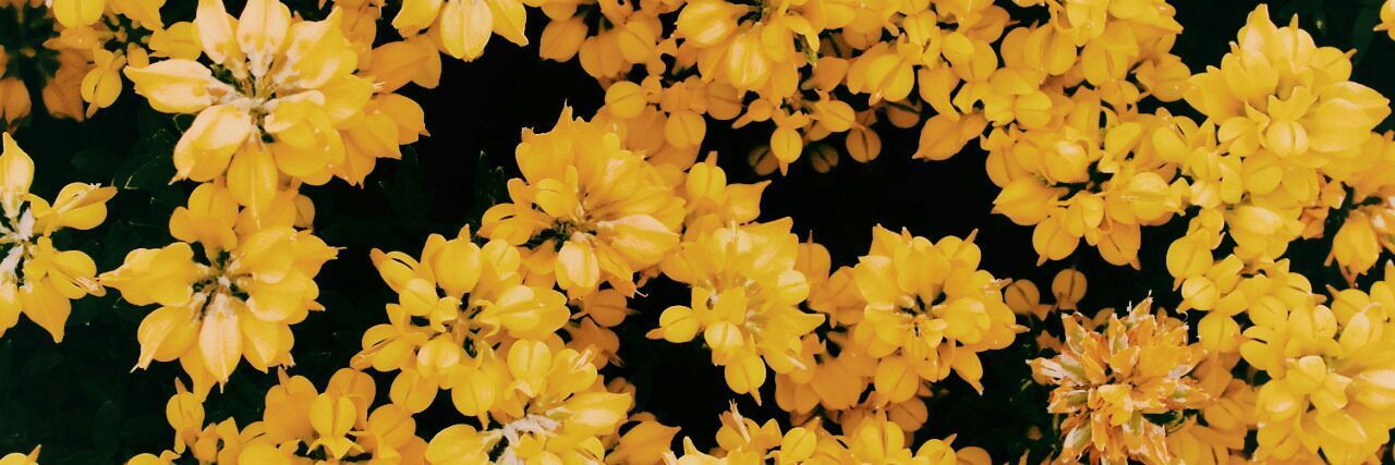 Miel🍯✨ profile banner