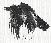 Faolan profile banner