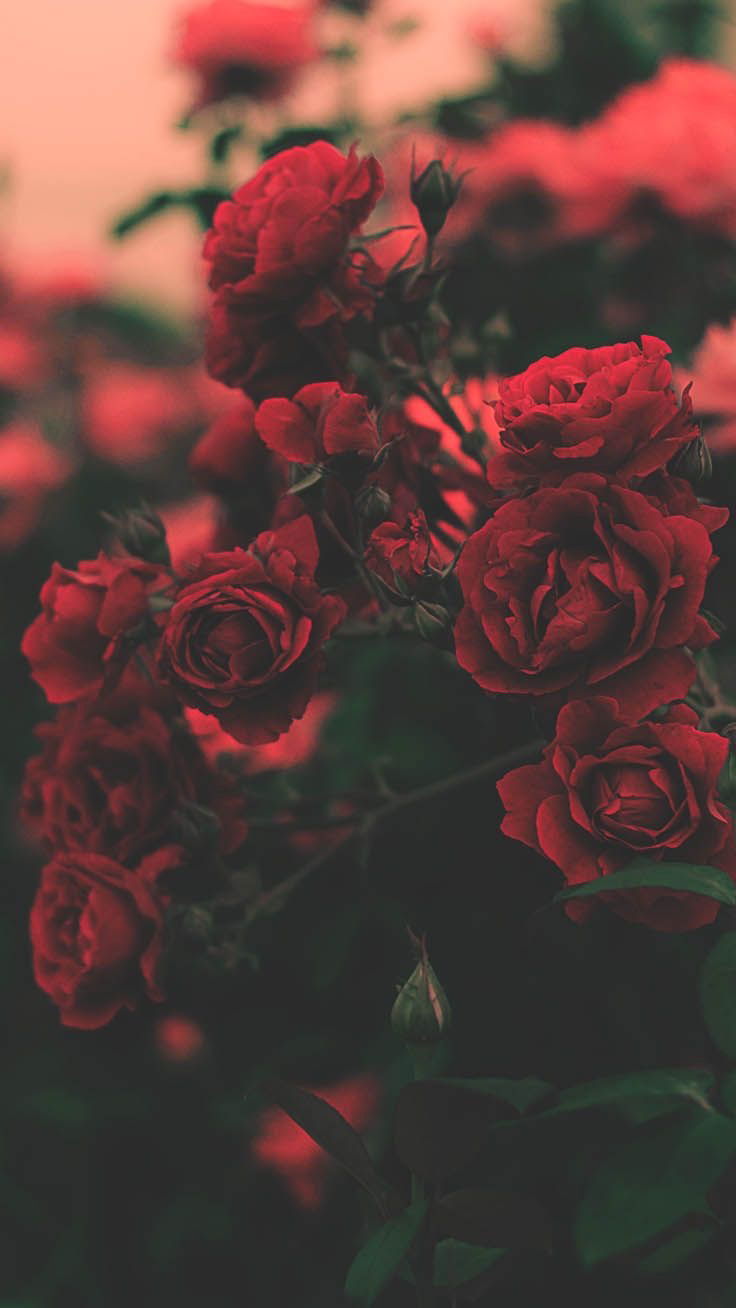 Bella26 profile banner