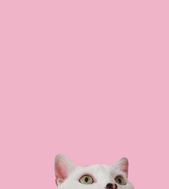 Mila🐱 profile banner
