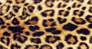 Ketarina profile banner