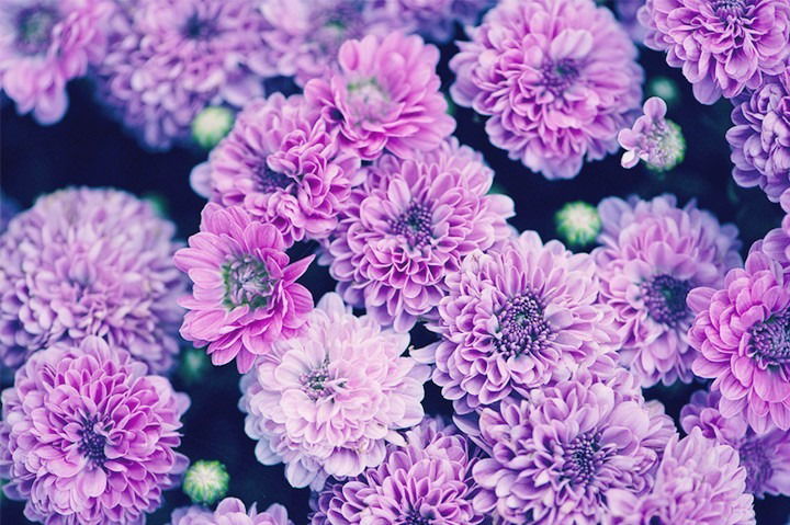 chrysanthemum twilight profile banner