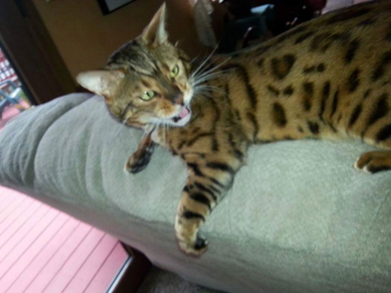Prettylilkitty profile banner
