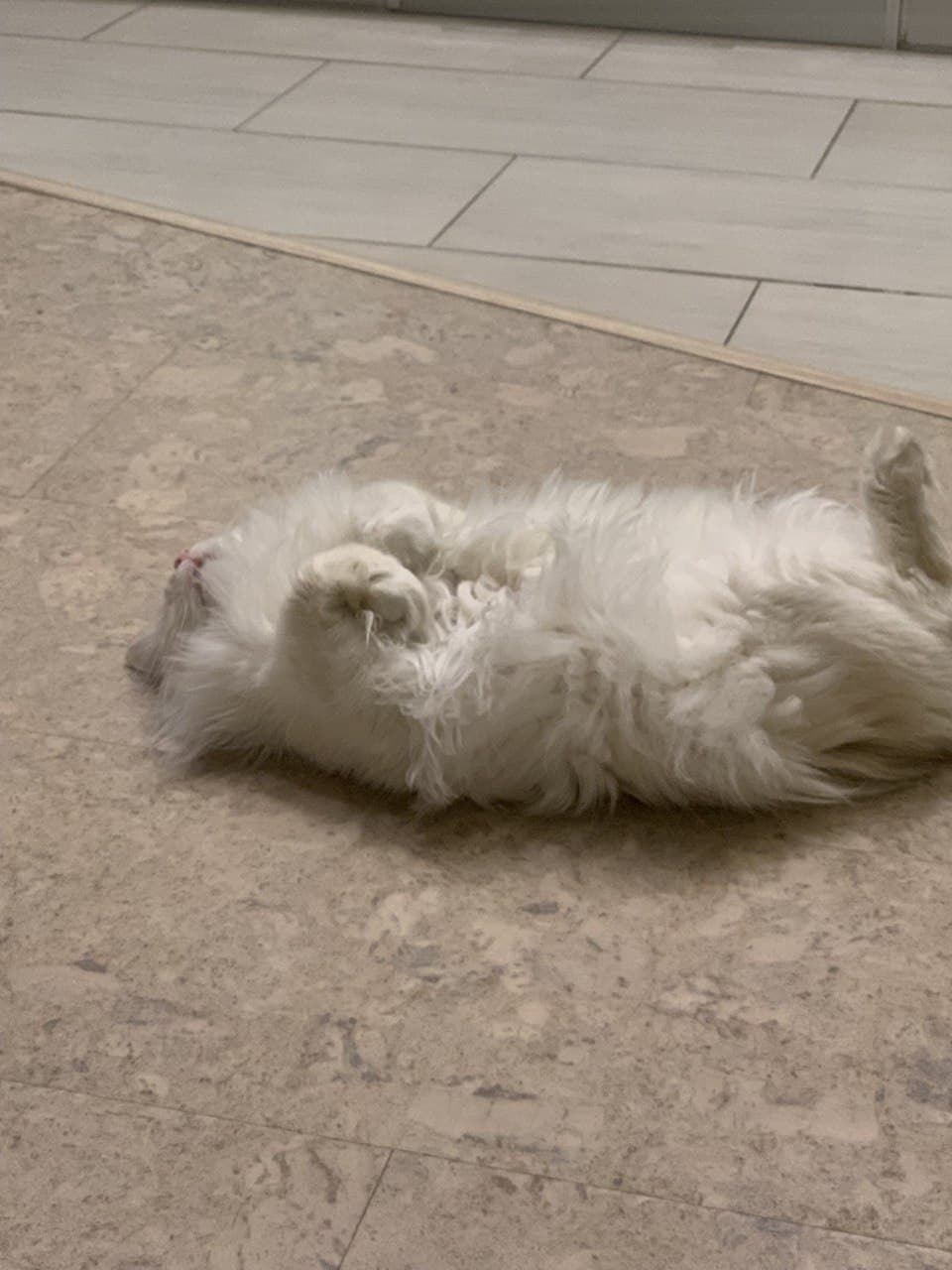 MEOW profile banner