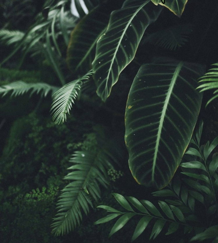 Tigerlily profile banner