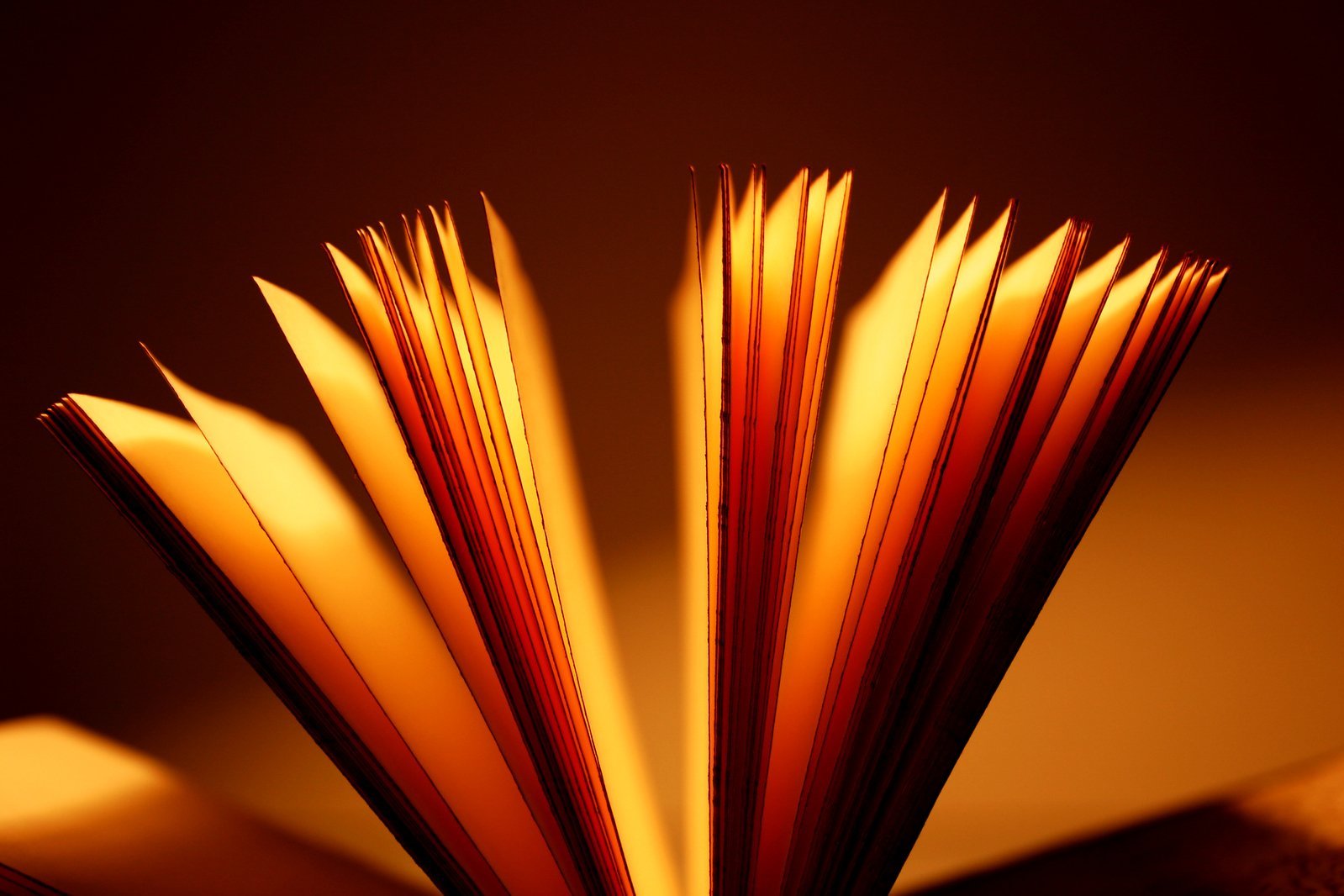 The Librarian profile banner