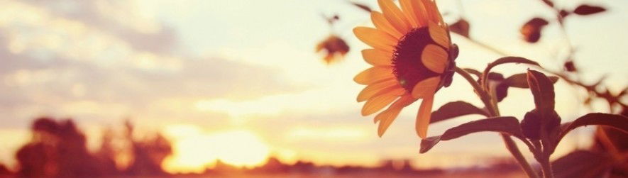Stephanie profile banner