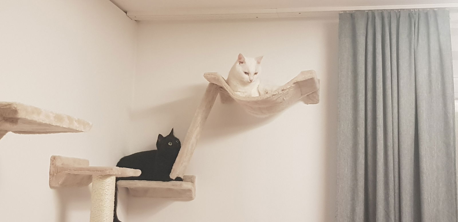 Olli - TheFunnyDeafCat profile banner
