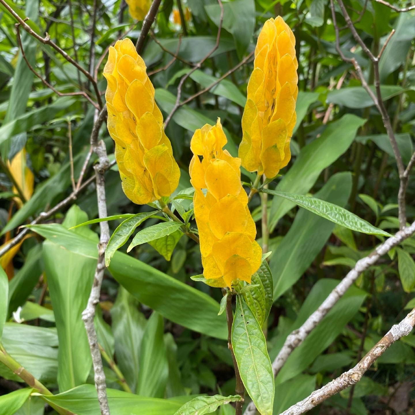 Jen profile banner