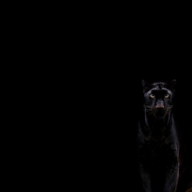 ๐ณ๐_๐_๐ท๐๐๐๐๐๐ profile banner