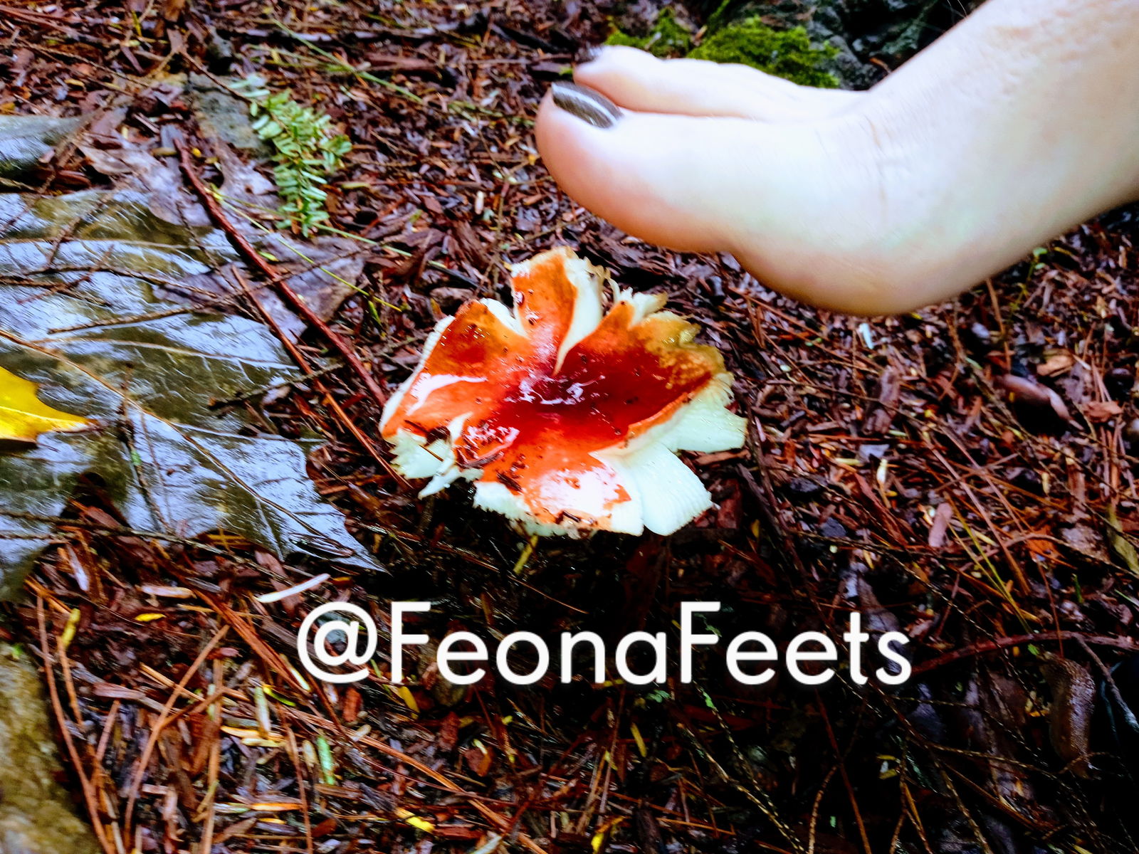 Feona Feets profile banner