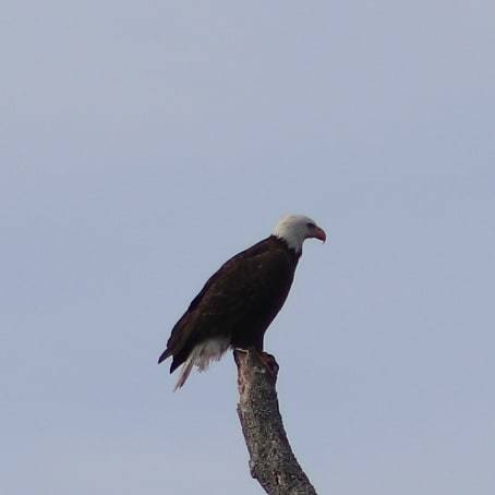 Nature profile banner