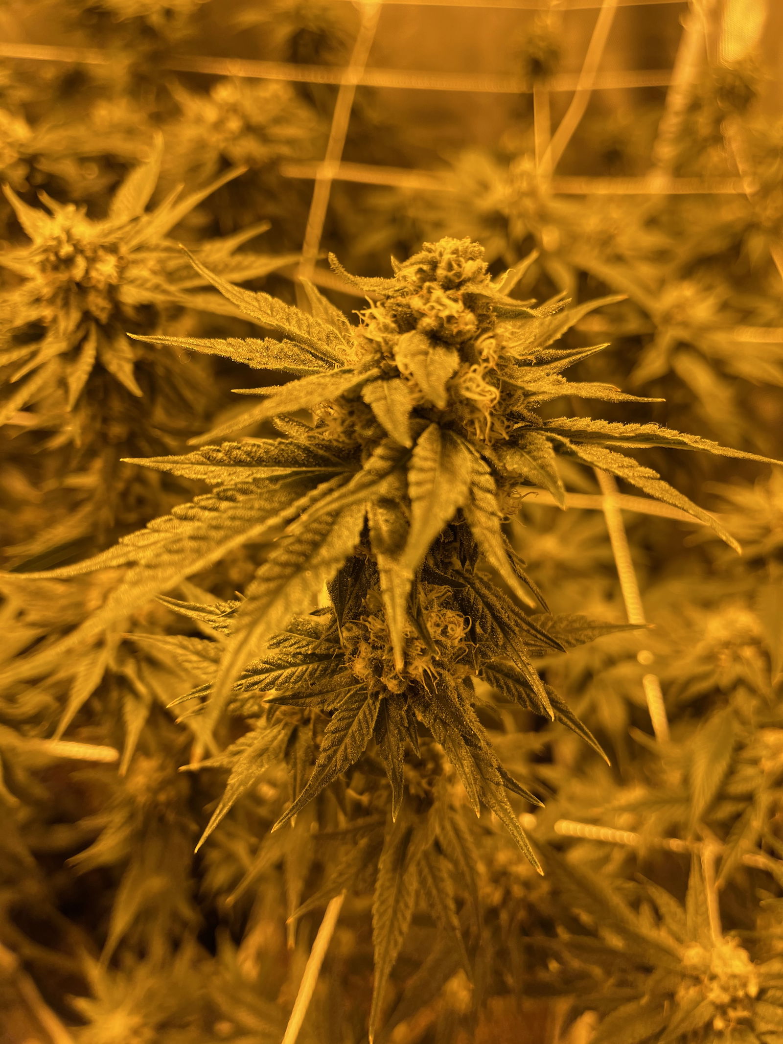 Prettypothead🍑 profile banner