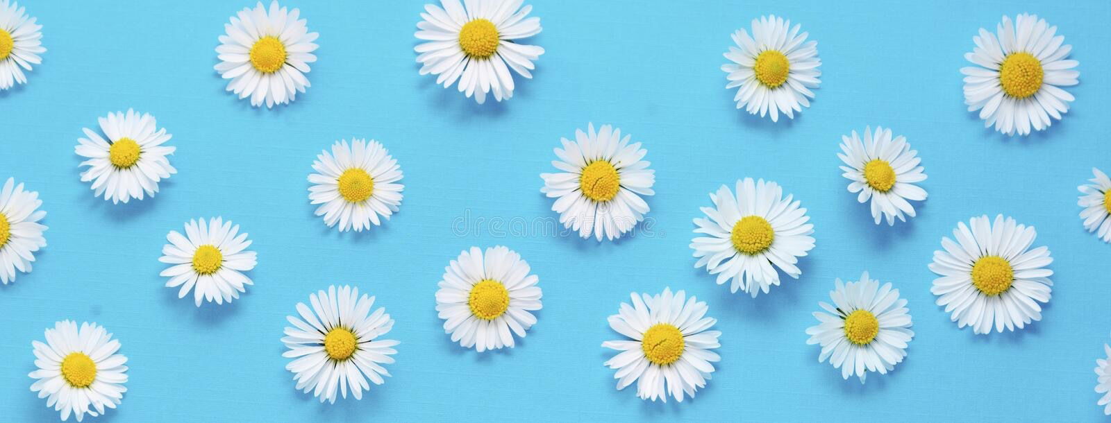 Daisy 🌸 profile banner