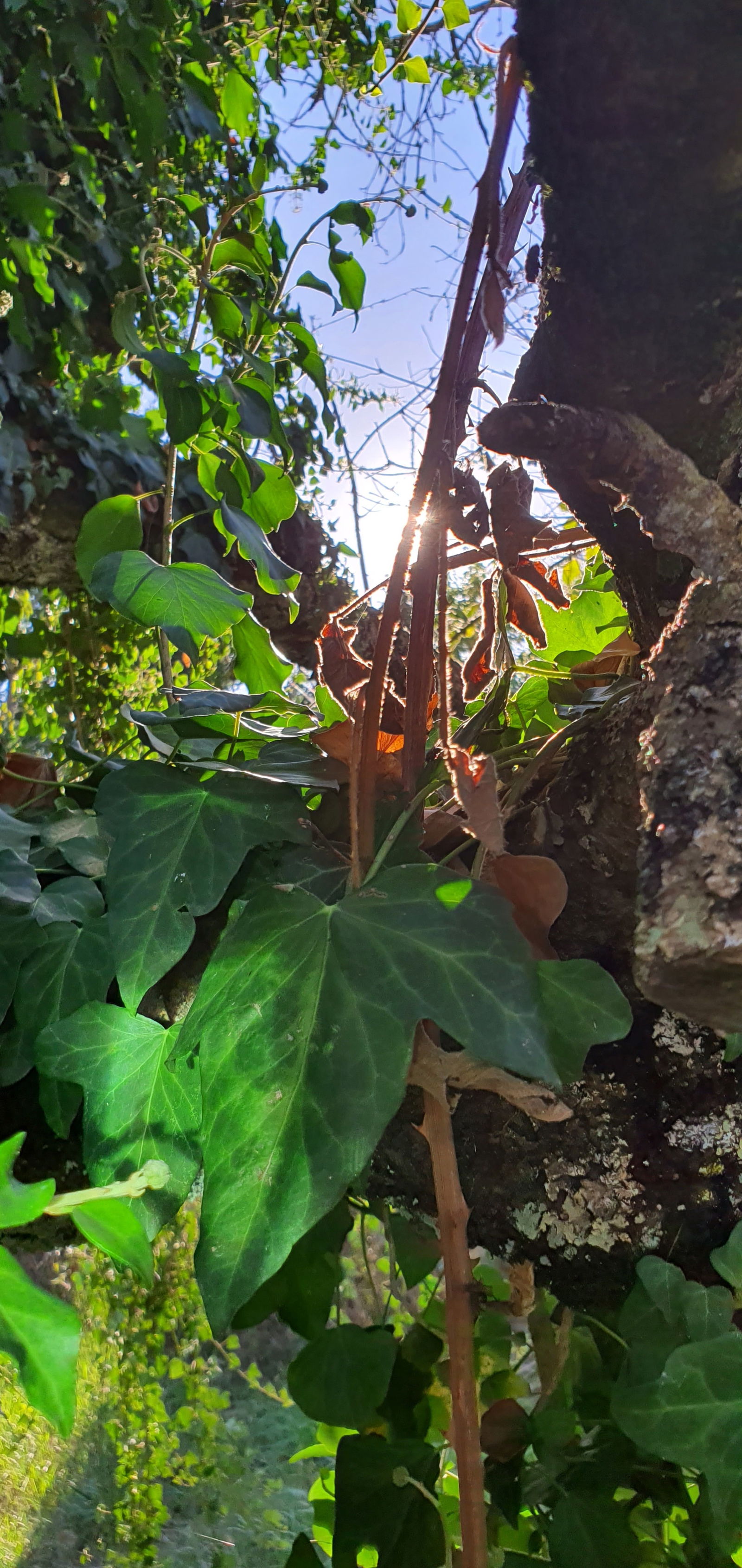 pandacub profile banner
