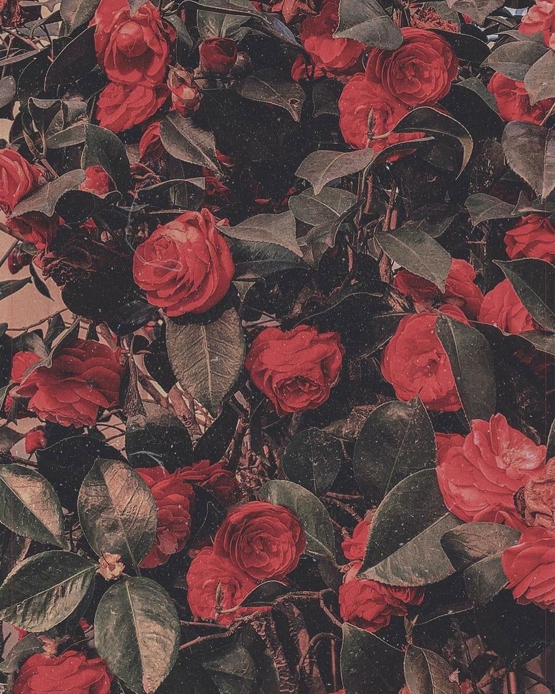 Valentine💕 profile banner