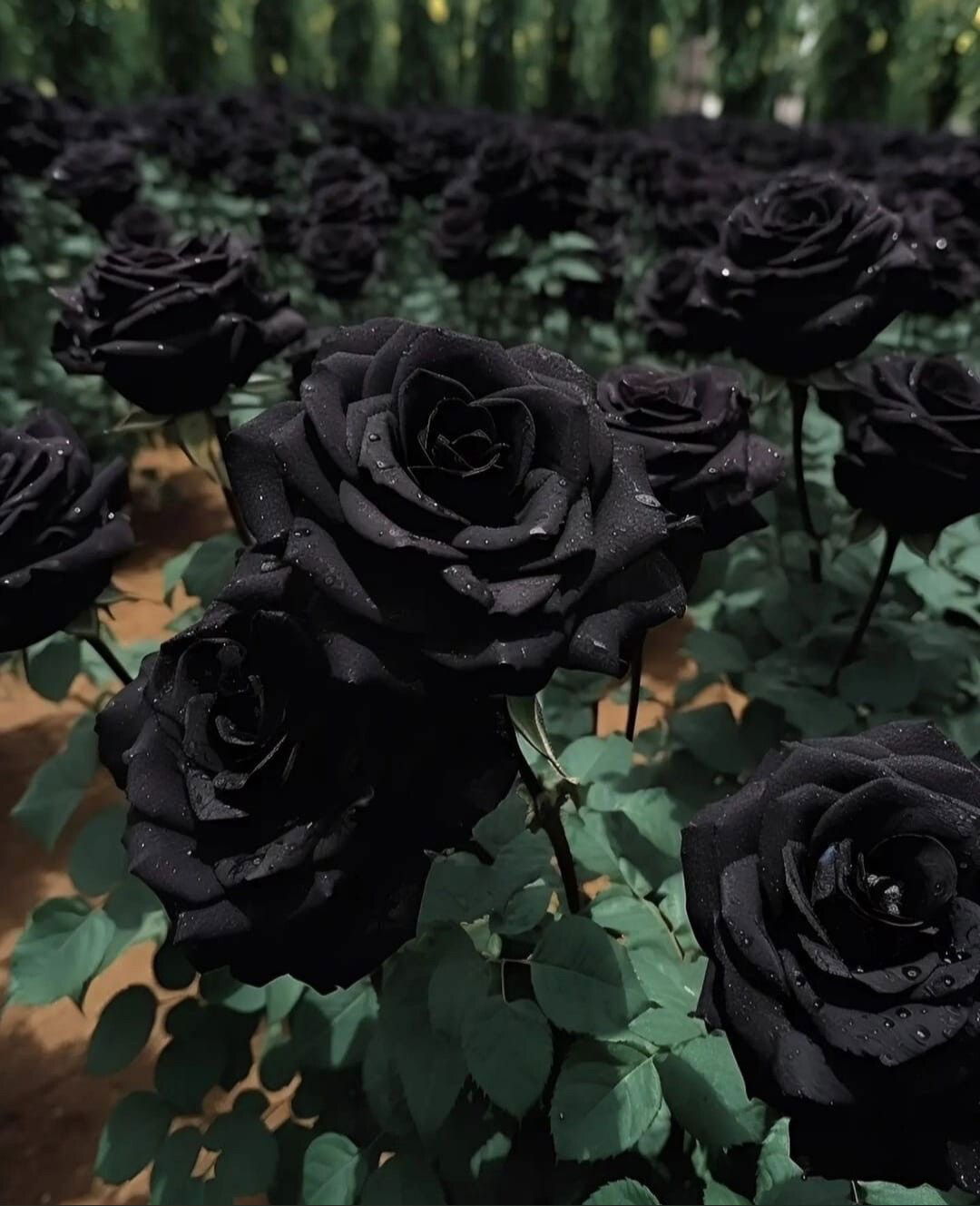 Violet Black π€ profile banner