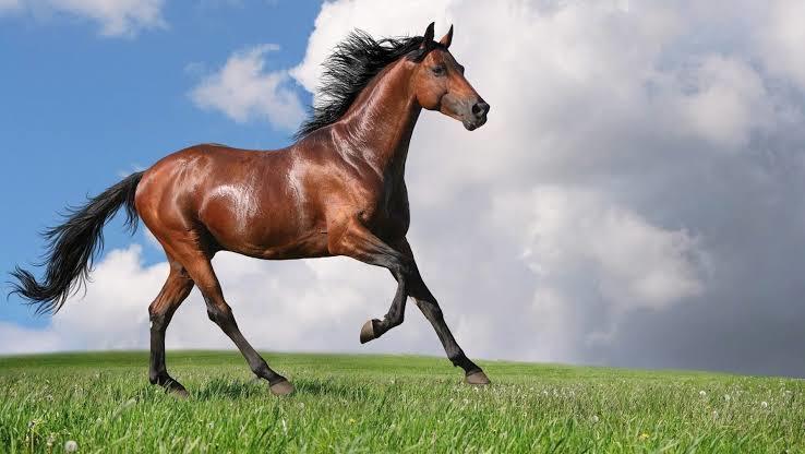 VirginHorse profile banner