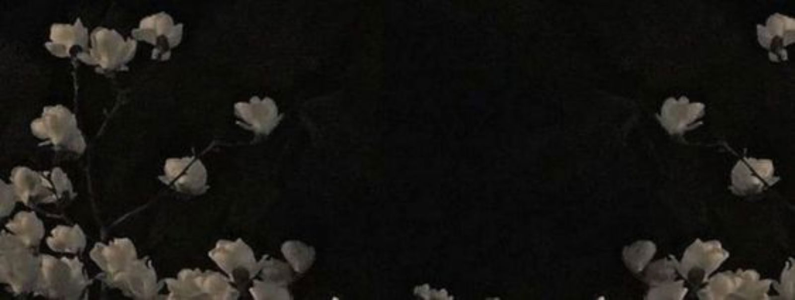 Veiled Vixen profile banner
