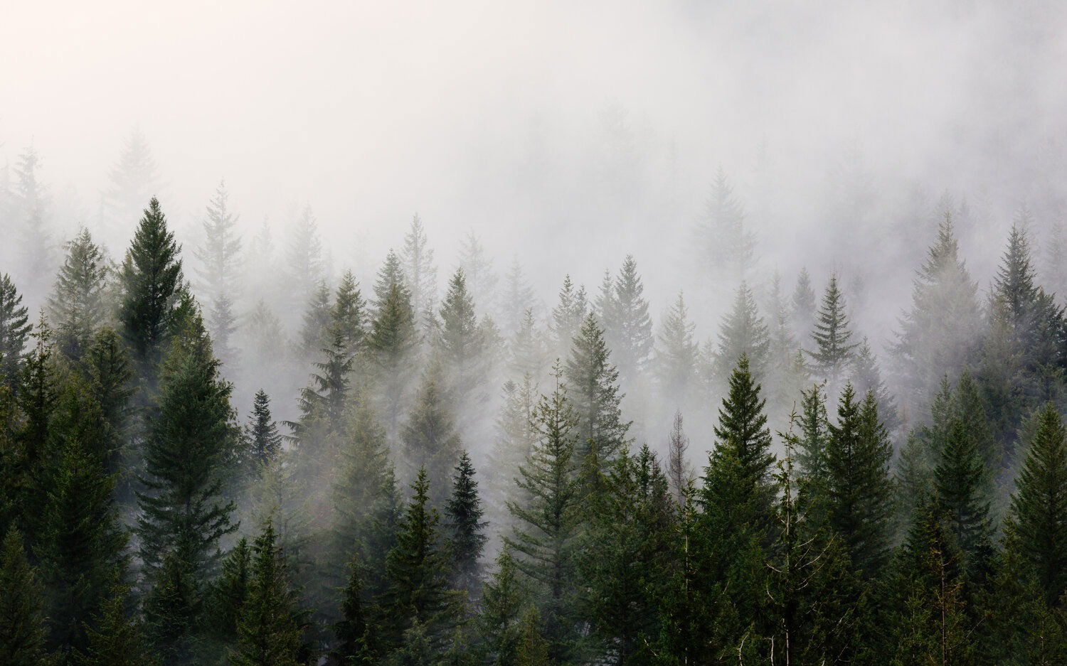 Wild honey profile banner