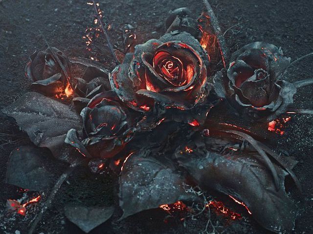 WiltedBlackRose profile banner