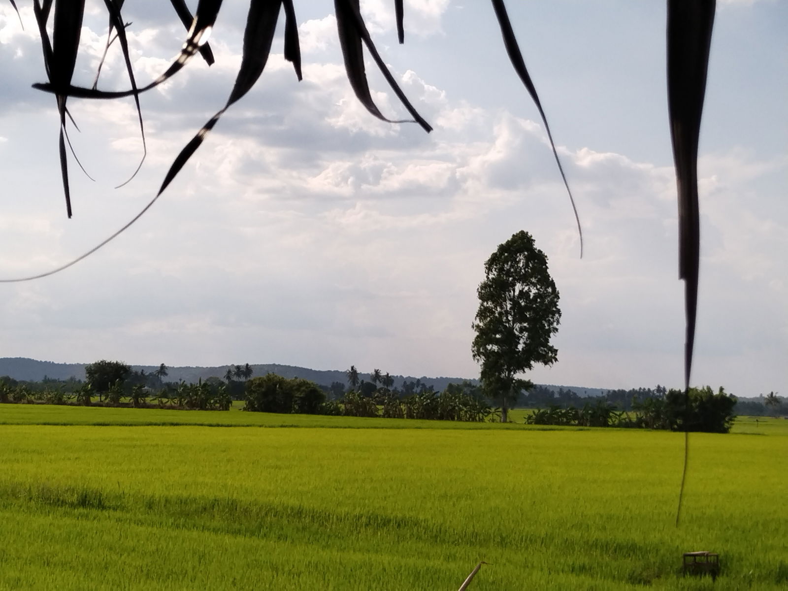Wwzahia04 profile banner