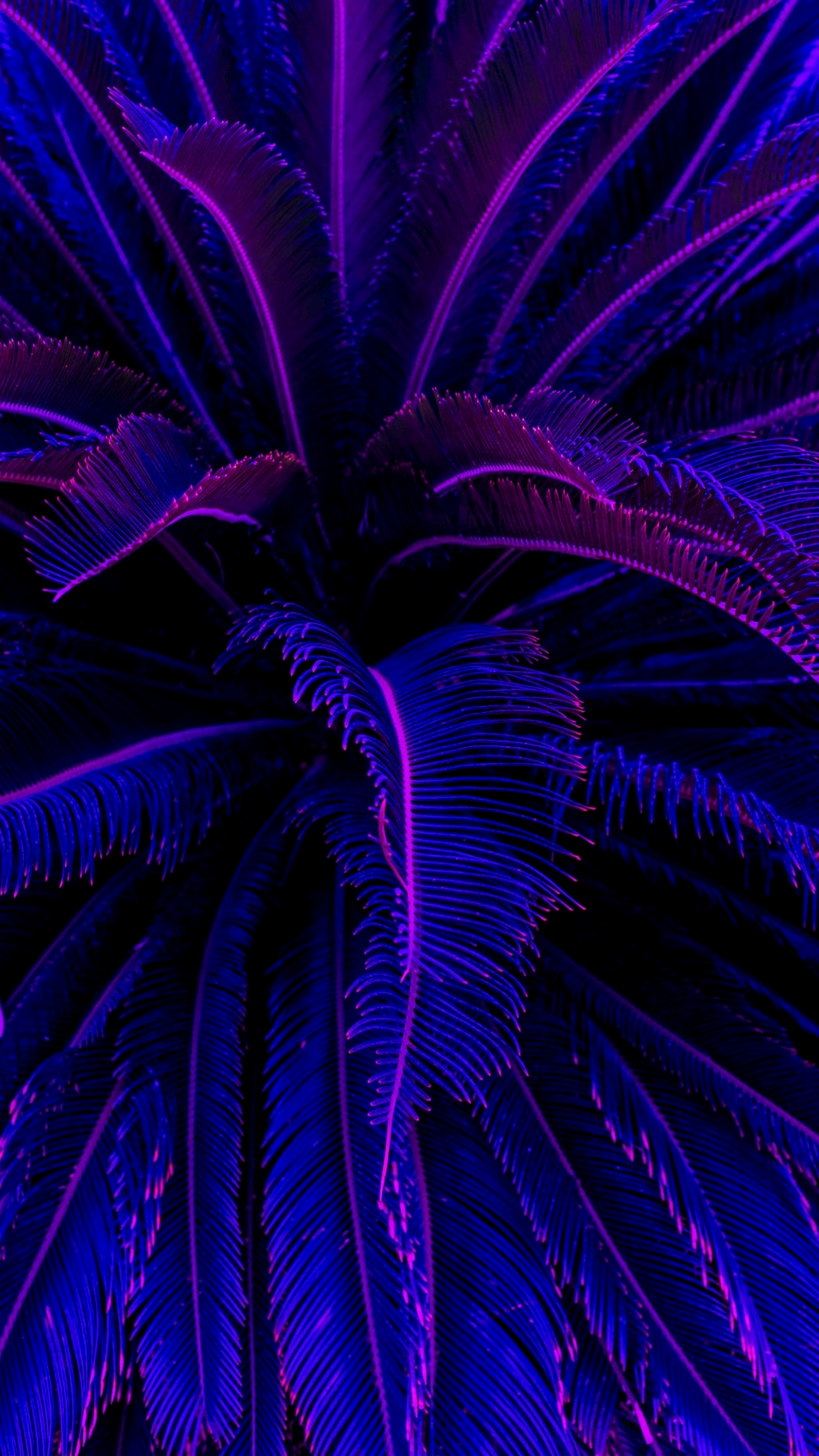 Xira Belladonna profile banner