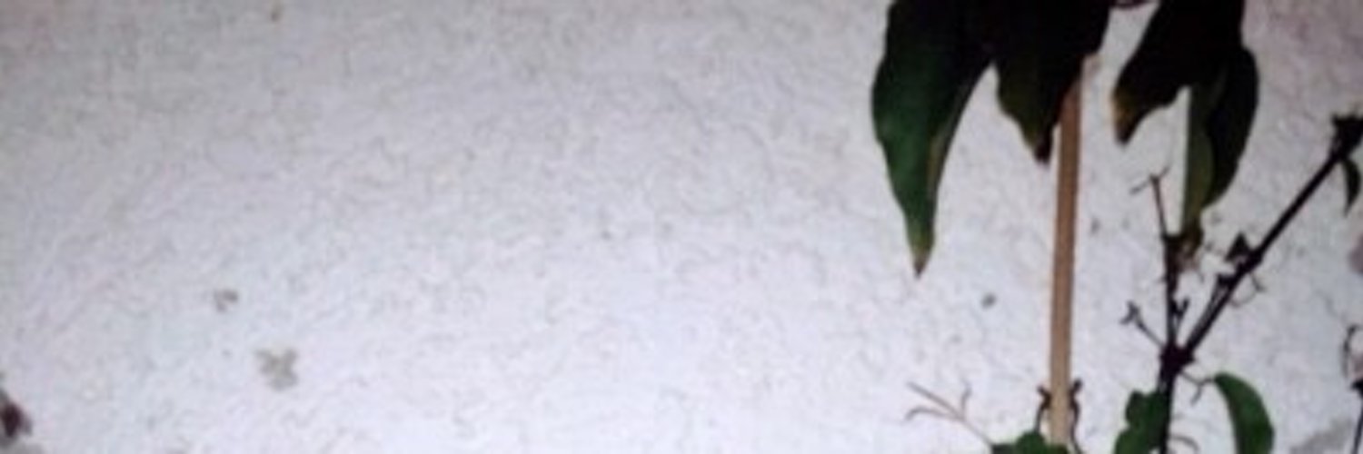 π―ππππ πΈπππππππ profile banner