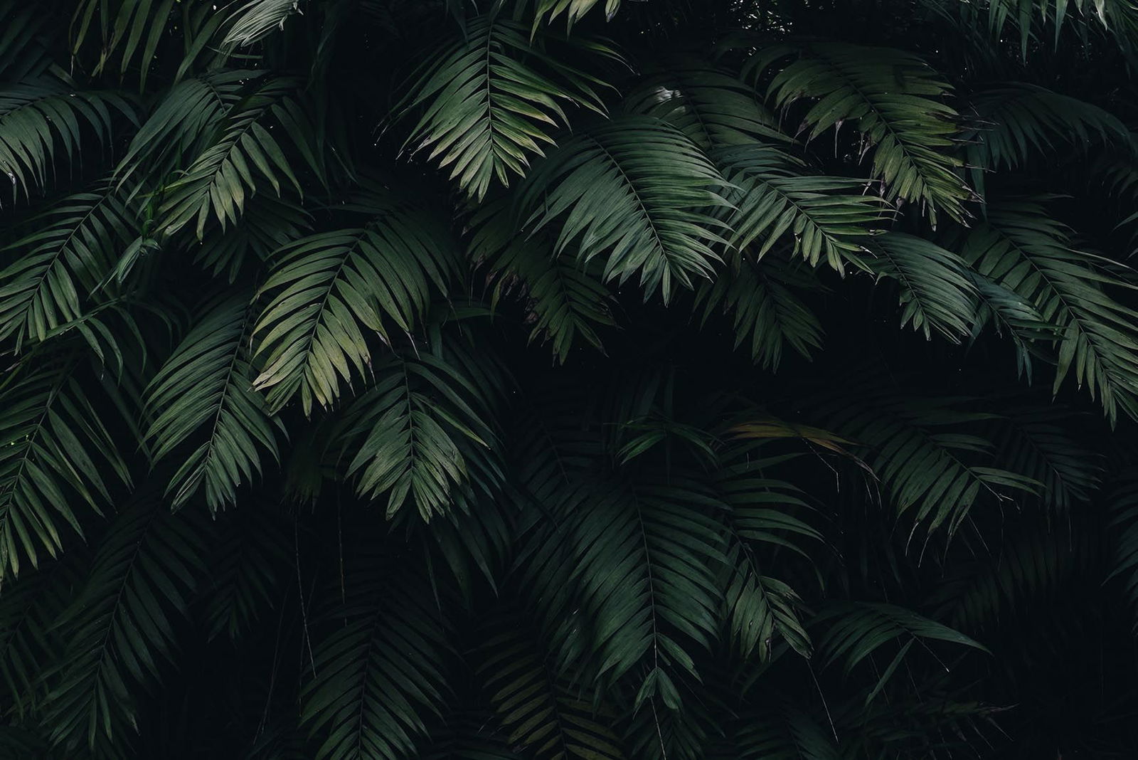 xxlmorningboner profile banner