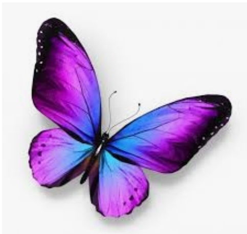 Mariposa profile banner