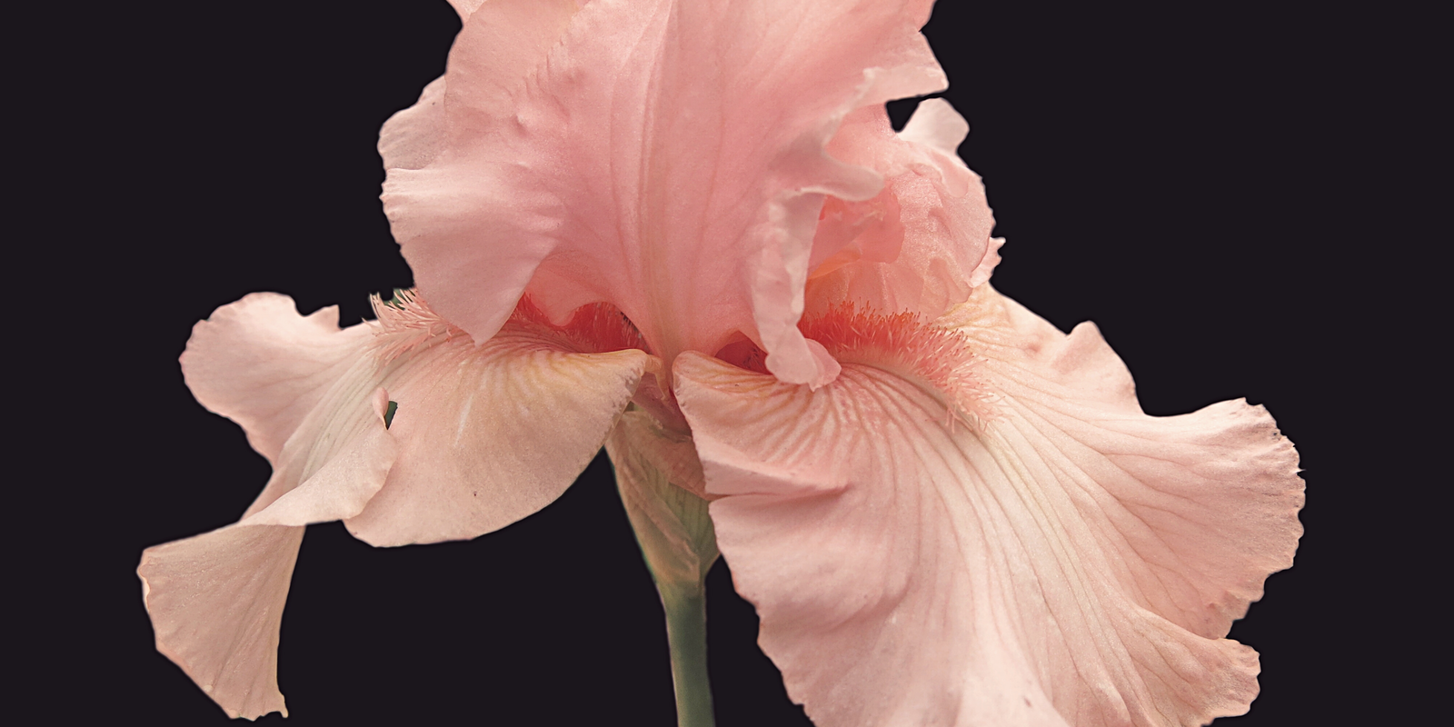 Iris Moore profile banner