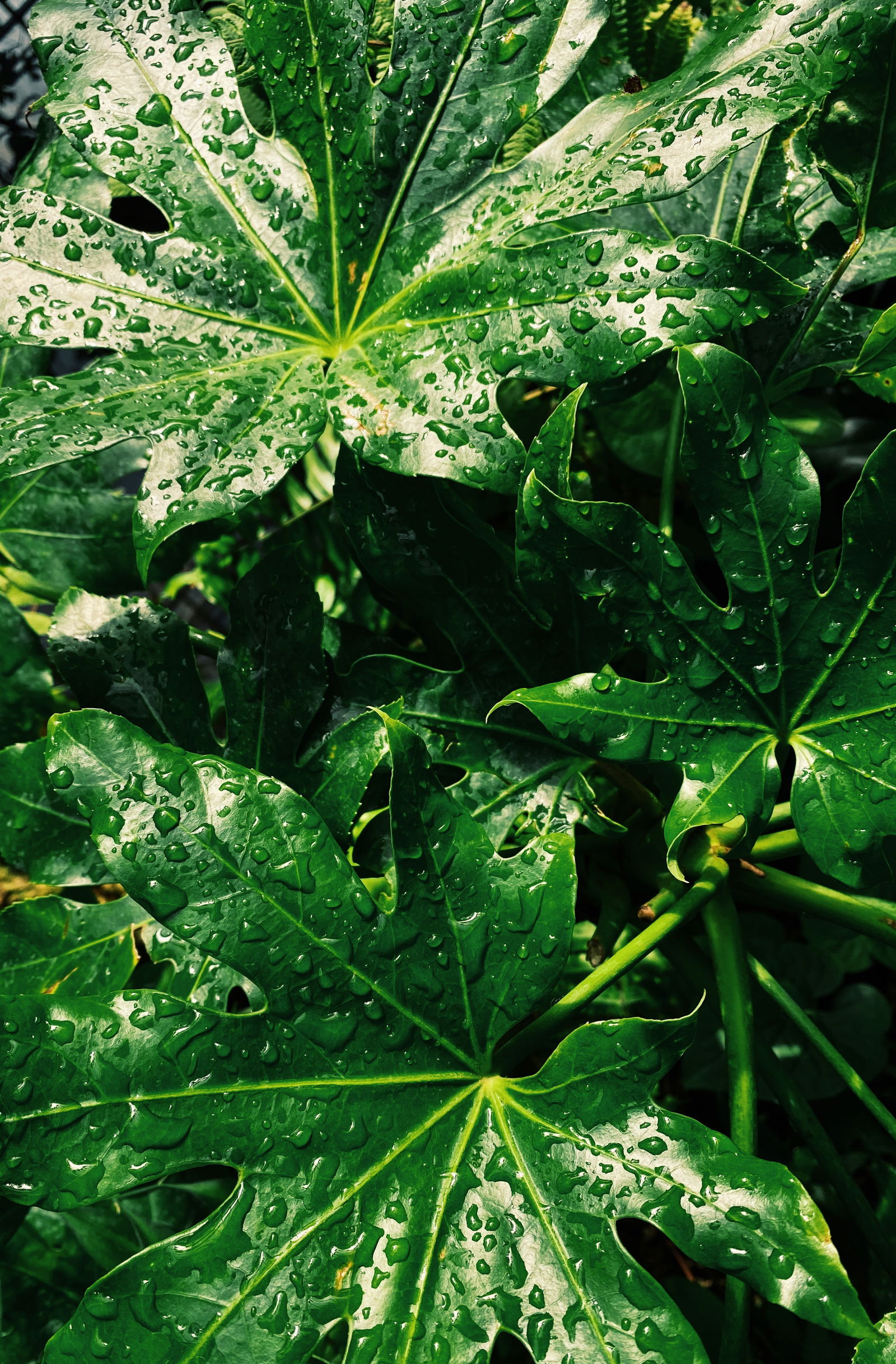 Y P D profile banner