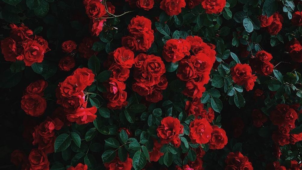 Zara Rose profile banner