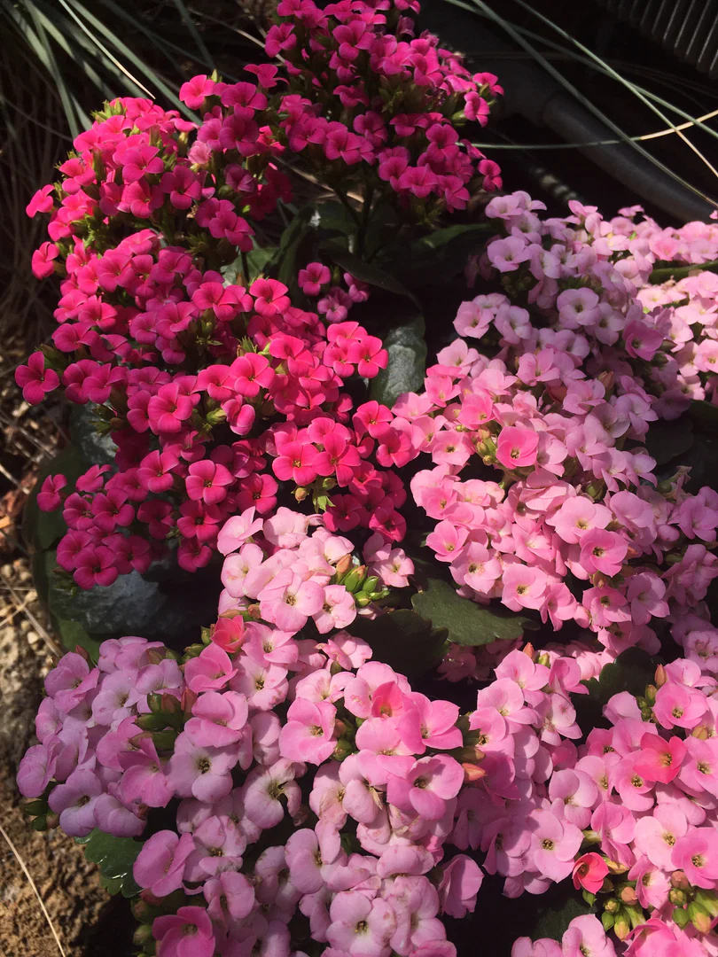 flora🌸🌿 profile banner