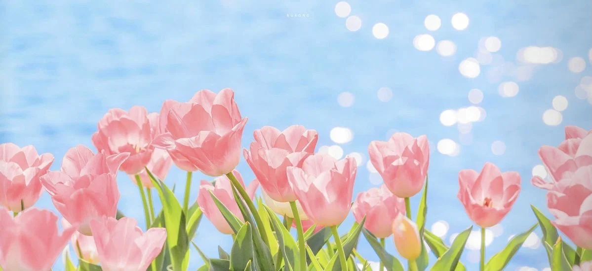 xo•xo•k♡ profile banner