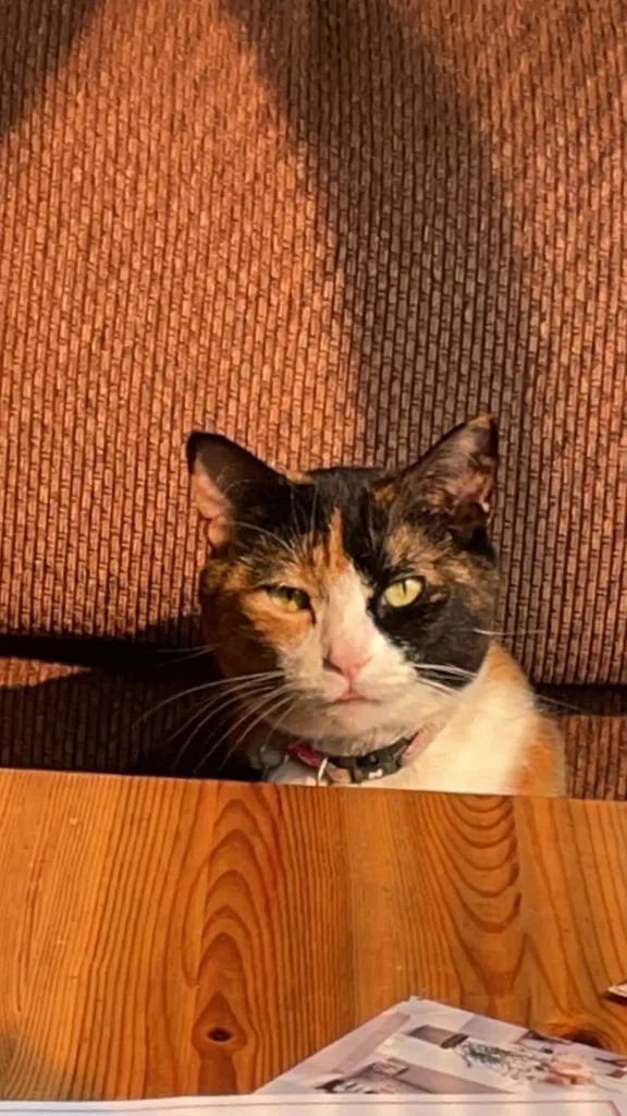 Steak Only's avatar