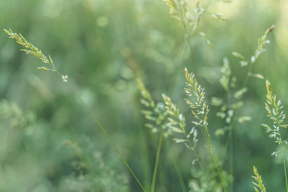 Sage profile banner