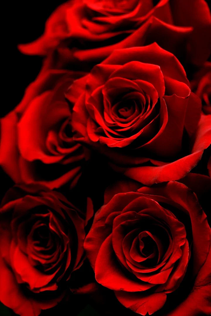 Sydney Rose 🌹 profile banner
