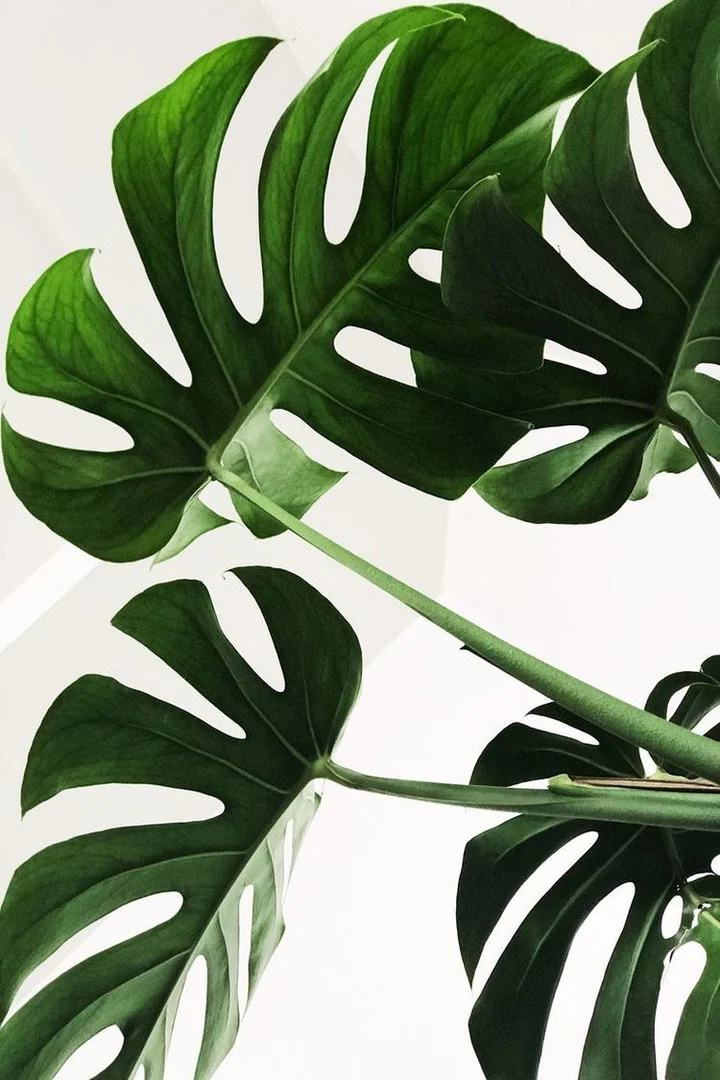Seth 🌿 profile banner