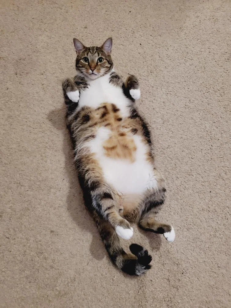 Only Paws