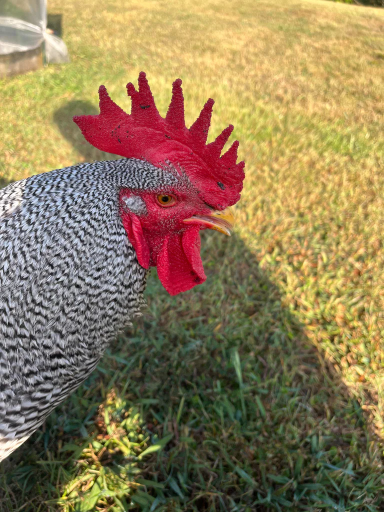 Spotted Cock's avatar