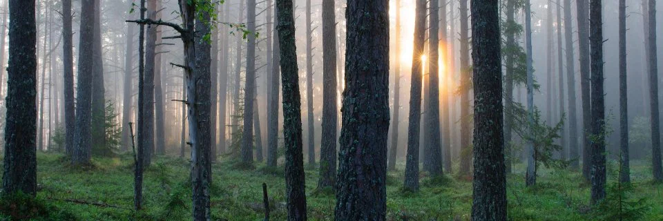 evacicada profile banner