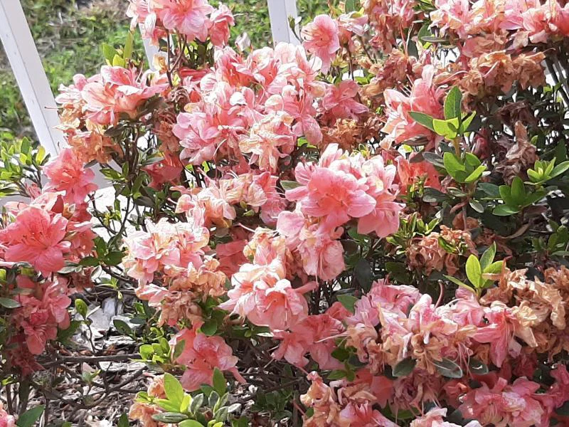 Jazzy's Peach profile banner