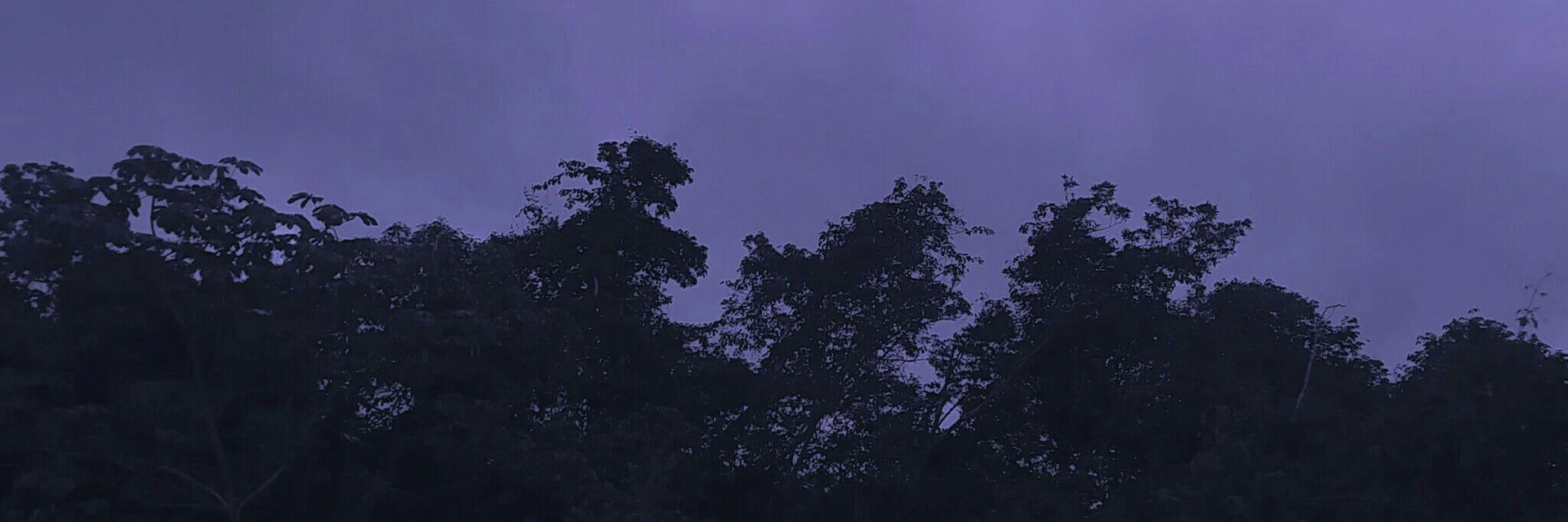 Hunter Rose profile banner