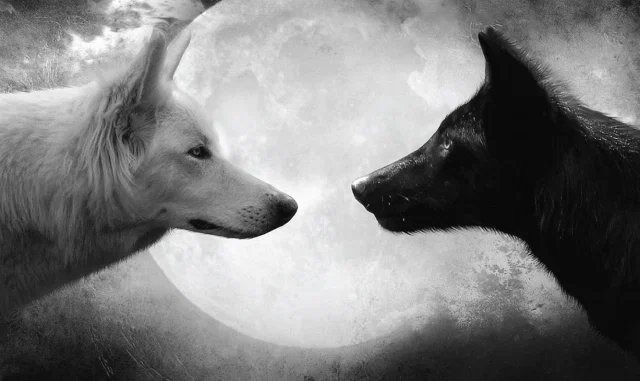 YourWolfPet profile banner
