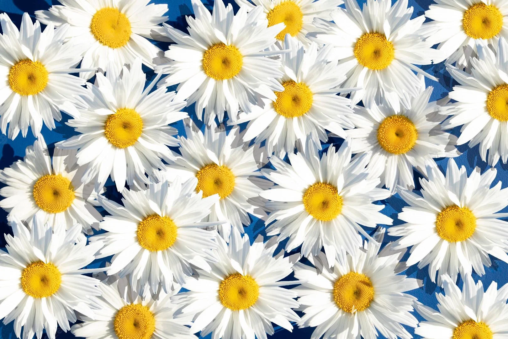 Daisy profile banner