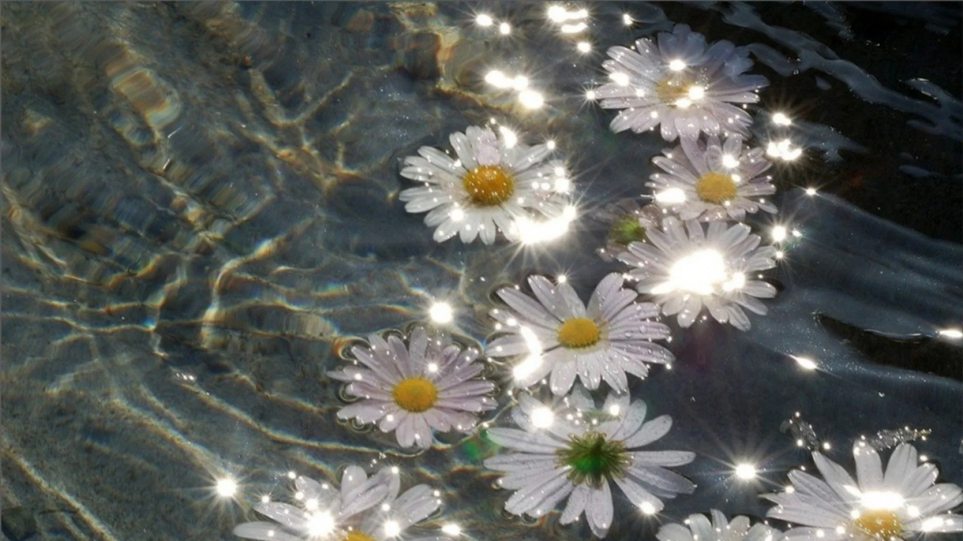 Daisy❁Destin profile banner
