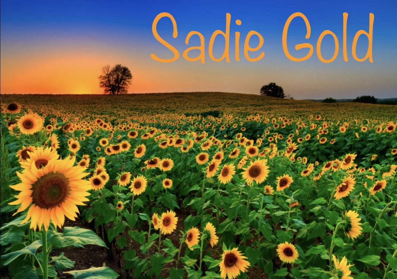 Sadie Gold profile banner