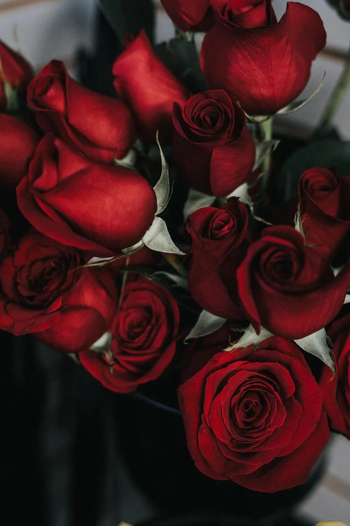 Rose profile banner